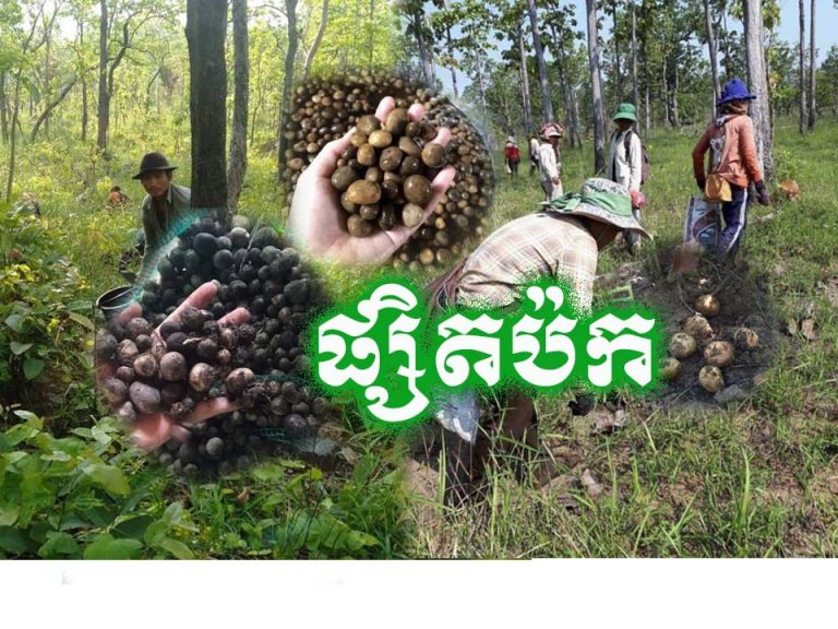 បងប្អូនប្រជាពលរដ្ឋរស់ក្នុងខេត្តពោធិ៍សាត់បាននាំគ្នាចេញទៅរកផ្សិតប៉ក់ក្រោយពេលមេឃធ្លាក់ភ្លៀង