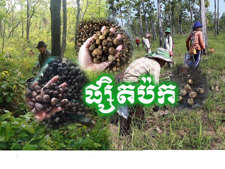 បងប្អូនប្រជាពលរដ្ឋរស់ក្នុងខេត្តពោធិ៍សាត់បាននាំគ្នាចេញទៅរកផ្សិតប៉ក់ក្រោយពេលមេឃធ្លាក់ភ្លៀង