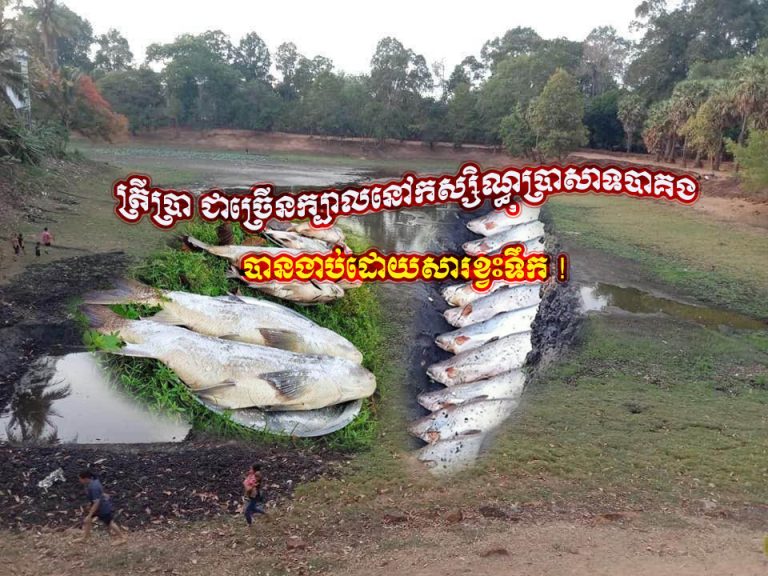 ត្រីប្រាជាច្រើនក្បាលនៅកស្សិណ្ធុប្រាសាទបាគង បានងាប់ដោយសារខ្វះទឹក !