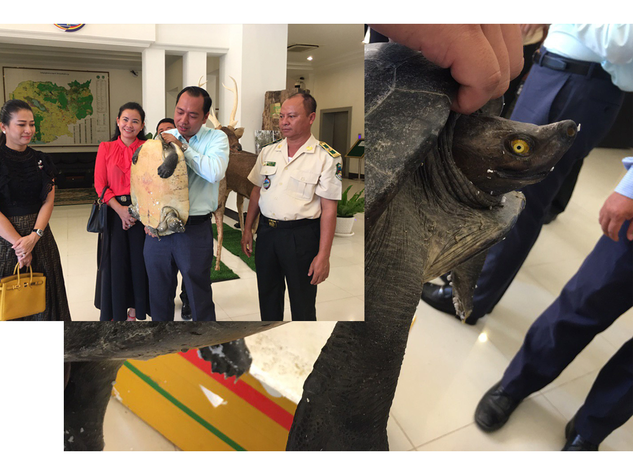 ក្រសួងបរិស្ថានបានទទួលអណ្តើកហ្លួងចំនួន២ក្បាល ពីប្រជាពលរដ្ឋដើម្បីធ្វើការអភិរក្ស