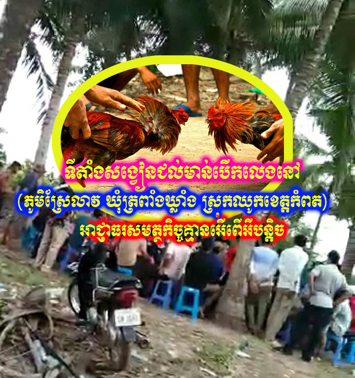 ទីតាំងសង្វៀនជល់មាន់បើកលេងនៅ(ភូមិស្រែលាវ ឃុំត្រពាំងឃ្លាំង ស្រុកឈូកខេត្តកំពត) អាជ្ញាធរសមត្ថកិច្គ្មានចអើពើអីបន្តិច