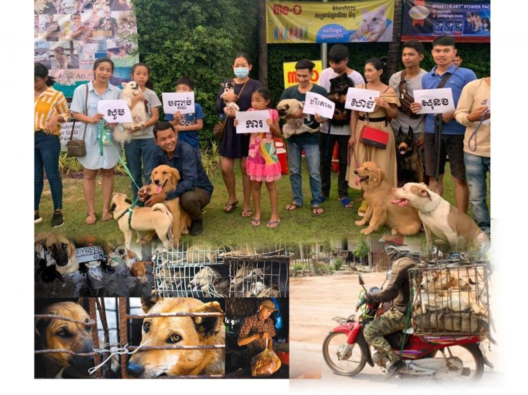 មន្ទីរកសិកម្មខេត្តសៀមរាប​ ហាមឃាត់ការធ្វើអាជីវកម្មទិញ-លក់-ពិឃាតសត្វសុនខ(ឆ្កែ)