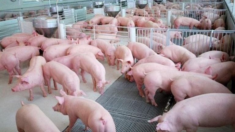 ការចិញ្ចឹមជ្រូកនៅខេត្តព្រះវិហារកំពុងមានសន្ទុះកើនឡើងដោយសារមានតម្រូវការទីផ្សារ​ និង​ តម្លៃសមរម្យ